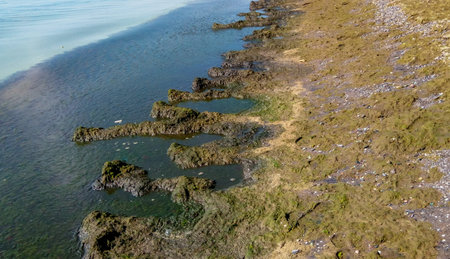 Eutrophication of the Black Sea, rotting macrophyte algae near the shore