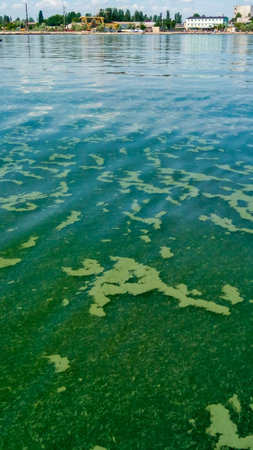 Algae float on the surface of the water in the Black Sea, a toxic blue-green algae (Nodularia...