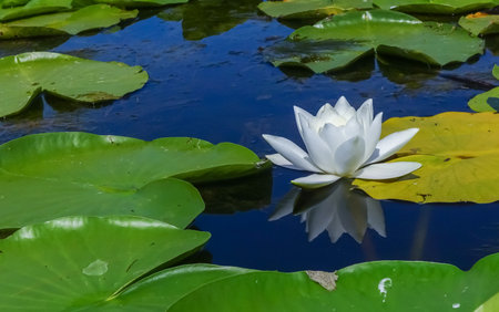 Beautiful white water lily (Nymphaea alba) flowers on the water surface in the lake, Kugurluy, Ukraineの写真素材