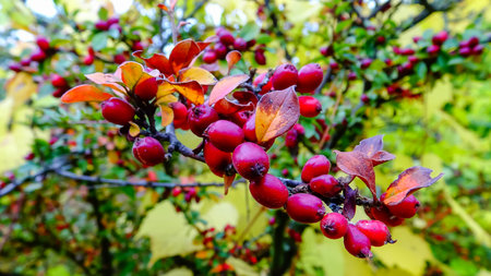 Red berries of edible barberry, slider shot