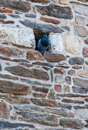 Pigeon in a hole in the stone ancient wall of the castle in the center of the city of Nantes, Franceのeditorial素材