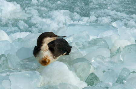 The black-throated loon (Gavia arctica), bird resting on floating ice in the Black Seaの写真素材