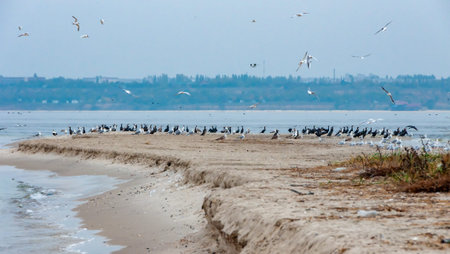 A flock of seabirds is resting on a deserted reserved Kinburn Spit, overgrown with salt-tolerant...
