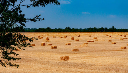 Straw collected in square bales on a harvested wheat field, blue sky over the field, Ukraine