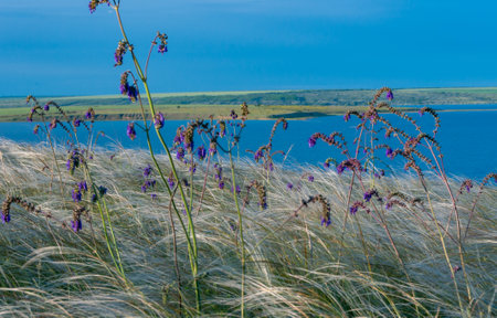 Ukrainian feather grass steppe, Bunchgrass species (Stipa capillata), steppe landscape of southern Ukraineの写真素材