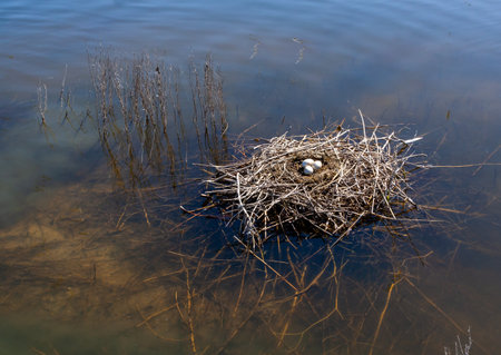 Nest from plant branches with eggs in the shallow water of the Tiligul estuary, Ukraineの写真素材