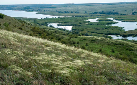 Ukrainian feather grass steppe, Bunchgrass species (Stipa capillata), steppe landscape of southern Ukraineの写真素材