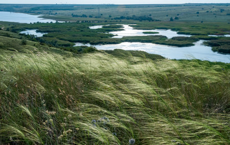 Ukrainian feather grass steppe, Bunchgrass species (Stipa capillata), steppe landscape of southern Ukraineの写真素材
