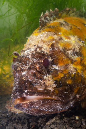 Poisonous dangerous fish, European black scorpionfish (Scorpaena porcus), Fish of the Black Sea