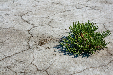 Common glasswort, glasswort (Salicornia europaea), Salt tolerant plants on cracked earth at the bottom of a dried salty estuaryの写真素材