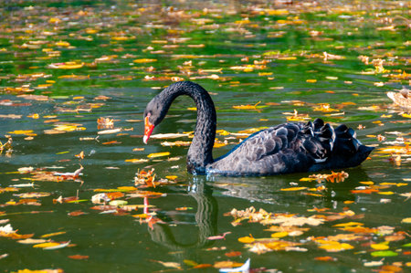 Autumn, yellow maple leaves on a tree, leaf fall in Sophia park, Uman, Ukraineの写真素材