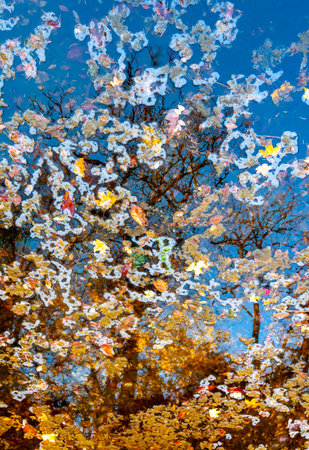Autumn, yellow leaves sway on the water, reflections in the water. Sofievsky Park, Uman, Ukraineの写真素材