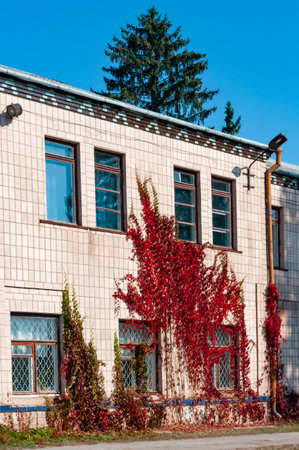 UMAN, UKRAINE - SEPTEMBER 19, 2019: ivy with red leaves on the wall of the administrative building in Uman, Sofievsky parkのeditorial素材