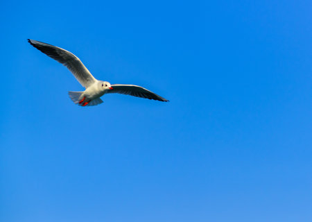 The black-headed gull (Chroicocephalus ridibundus) (Larus ridibundus), seagull against the blue skyの写真素材