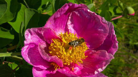 Honey bees collect nectar and pollen in the red flowers of a garden peonyの写真素材