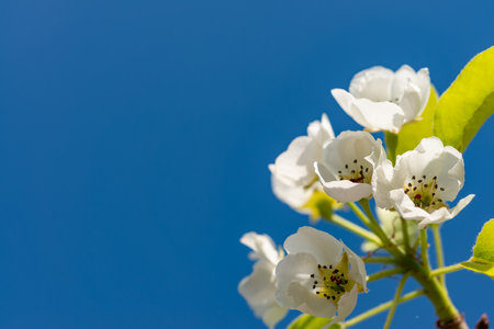 Flowering pear branch against the blue sky, Ukraineの写真素材