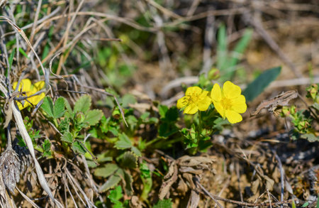 Potentilla arenaria - blooming plants with yellow flowers in spring in the Steppe on the banks of the Tiligul estuary, Ukraineの写真素材