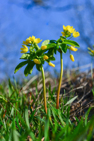 Leonticeae (Gymnospermium odessanum), spring first vet, flowering plant in the wild, Red Book of Ukraineの写真素材