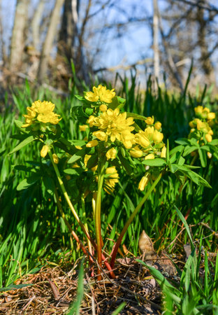 Leonticeae (Gymnospermium odessanum), spring first vet, flowering plant in the wild, Red Book of...