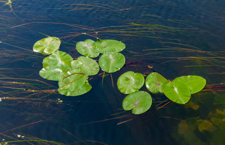 Floating aquatic plants, water lily Nymphaea candida and yellow capsule Nuphar lutea in the Southern Bug river, Ukraineの写真素材