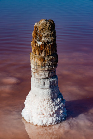 salt lake. Self-setting salt on wooden logs. Hypersaline water in a drying lake, an environmental problem. Black Sea, Ukraineの写真素材