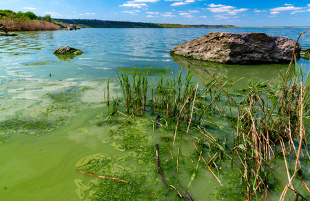 Eutrophication of the Khadzhibey estuary, blooms in the water of the blue-green algae Microcystis...