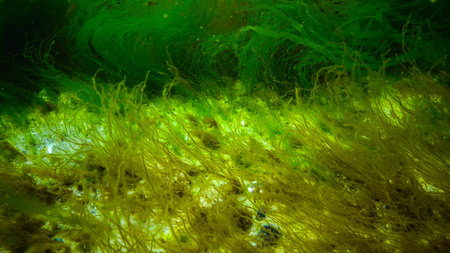 Underwater landscape, Black Sea. Green, red and brown algae on the seabed (Ulva, Enteromorpha, Ceramium, Cladophora, Porphira)の写真素材