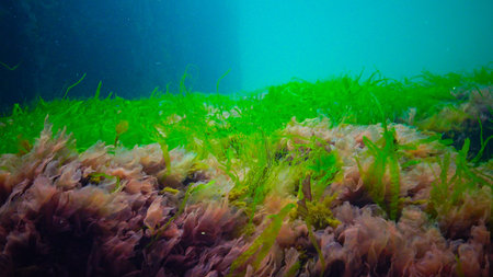 Underwater landscape, Black Sea. Green, red and brown algae on the seabed (Ulva, Enteromorpha,...