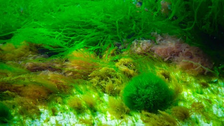 Underwater landscape, Black Sea. Green, red and brown algae on the seabed (Ulva, Enteromorpha,...