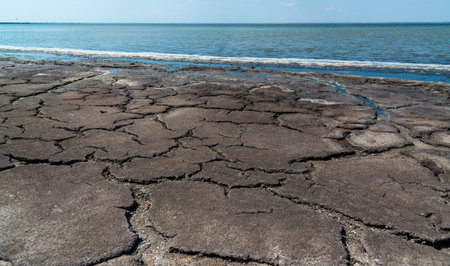 Dried macrophyte algae on the sandy shore of the salty Tuzla estuary, a cracked dry layer of silt and algae, Ukraineの写真素材
