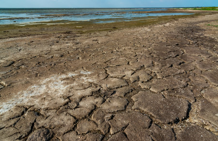 Dried macrophyte algae on the sandy shore of the salty Tuzla estuary, a cracked dry layer of silt and algae, Ukraineの写真素材