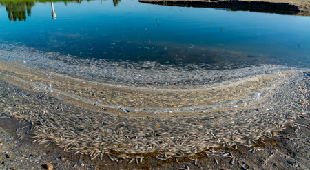 Environmental problem, mass death of fish Atherina sp. in the canal connecting the Black Sea and...