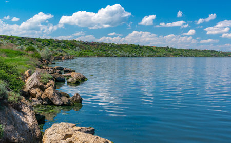 Eutrophication of the Khadzhibey estuary, blooms in the water of the blue-green algae Microcystis aeruginosa and the mass development of the green algae Enteromorpha sp.の写真素材