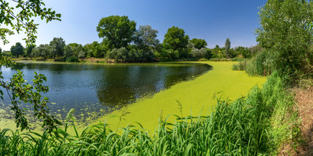Aquatic plants floating on the surface of the water Pistia stratiotes among duckweed and Wolffia in...