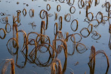 Rotten remains of corn stalks on a flooded field in the evening at sunset, Tyulenovo, Bulgaria