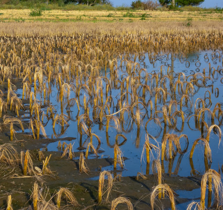Rotten remains of corn stalks on a flooded field in the evening at sunset, Tyulenovo, Bulgaria