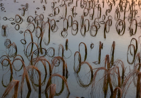 Rotten remains of corn stalks on a flooded field in the evening at sunset, Tyulenovo, Bulgariaの写真素材