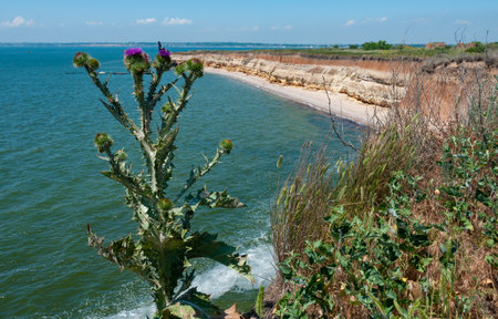Blooming thistle against the backdrop of a steep cliff on the island of Berezan, Ukraineの写真素材