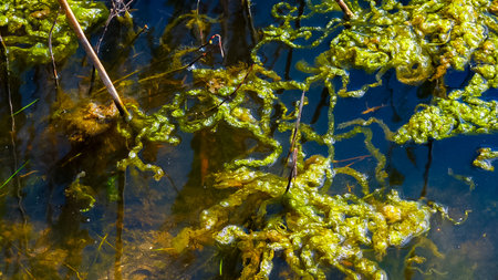 Green algae Enteromorpha in a coastal salt lake on the shore of the Tiligul estuary, Ukraineの写真素材