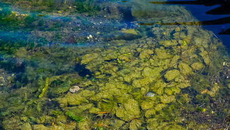 Accumulation of green algae Ulva and Enteromorpha near the shore in a salt lake on the Tiligul...