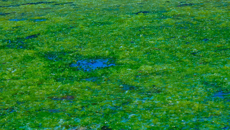 Accumulation of green algae Ulva and Enteromorpha near the shore in a salt lake on the Tiligul estuary, southern Ukraineの写真素材
