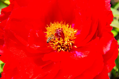 Bees in a red rose flower in a botanical garden in Odessa, Ukraineの写真素材