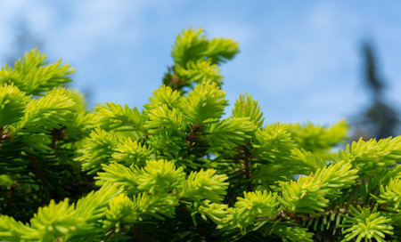 Spruce branch with young yellow needle-like leaves against the sky in a botanical garden in Odessa,...