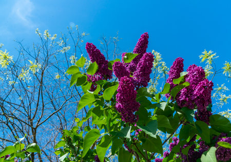 Large bushes of blooming lilac in a botanical garden in Odessa, Ukraine