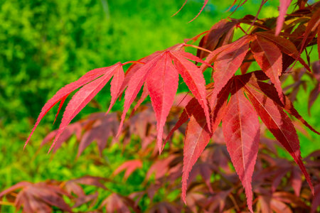 Acer sp. - red leaves of a tree in autumn in a botanical garden in Odessa, Ukraine