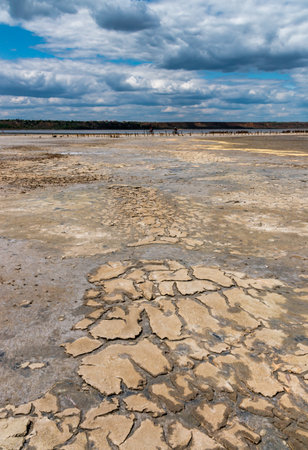 A dried and cracked layer of dead crustaceans Artemia salina and their yellow eggs on the bank of the Kuyalnik estuary, Odessa region, Ukraineの写真素材