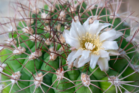 Gymnocalycium sp. - cactus blooming with white flowers in a botanical gardenの写真素材