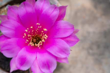 Echinocereus - bright crimson or red cactus flower on a black background in a botanical gardenの写真素材