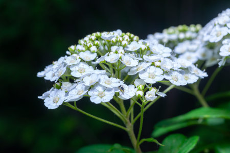 Spiraea media - Branch of a flowering bush Meadowsweets or steeplebushes