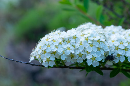 Crataegus meyeri - flowering plant with an inflorescence with white flowers in the collection of a...